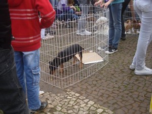 Feira_2011_08_13_002_Fco_Beltrao