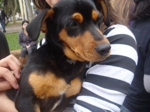 Feira_2011_08_13_005_Fco_Beltrao